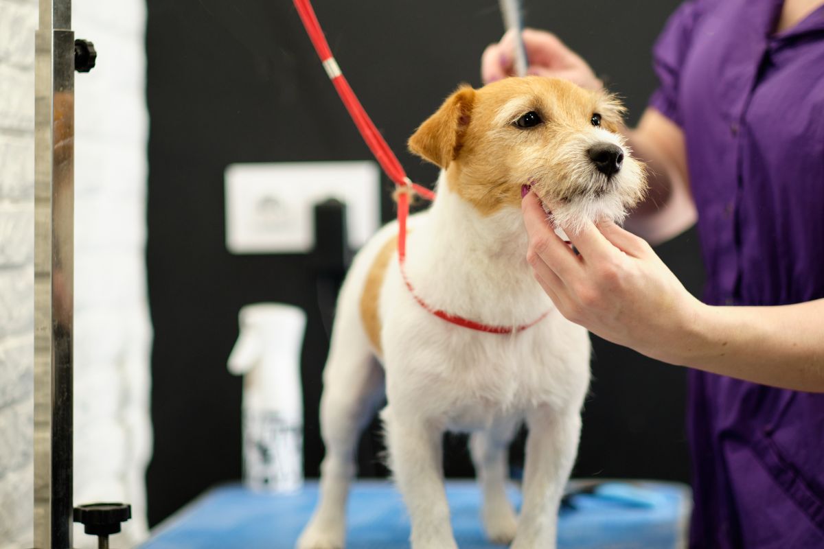 toelettatura Jack Russell